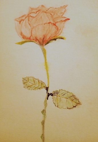 Christine P, Rose, pastel pencils.